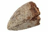 Serrated, Fossil Phytosaur (Redondasaurus) Tooth - New Mexico #192577-1